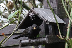 Amsel-16-1137.jpg